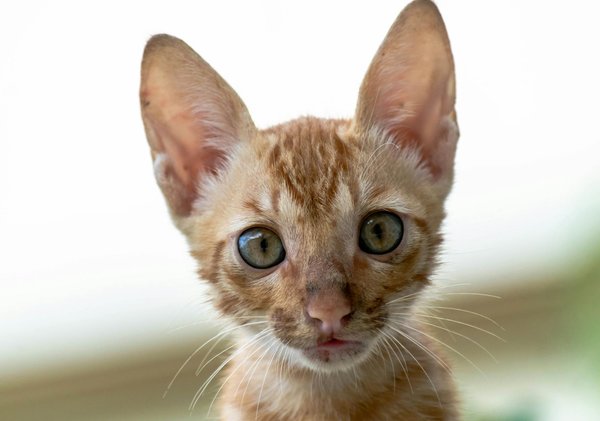 ¿Cómo crear un espacio seguro y acogedor para tu gato cuando tienes invitados en casa?