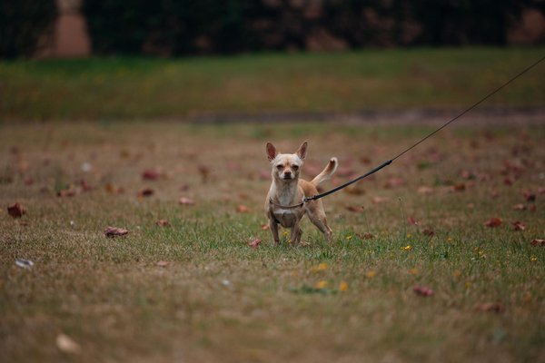 ¿Cómo puedo crear un ambiente cómodo para un gato senior que ha sido adoptado recientemente?