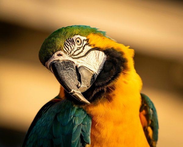 ¿Cuáles son los signos de que tu gato podría estar sufriendo de depresión?